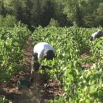 Canicule : vendanges anticipées en France en raison des températures élevées