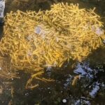 Des centaines de pattes de volailles abandonnées dans le Trieux, près de Guingamp