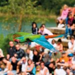 Le Parc des Oiseaux dans l&rsquo;Ain s&rsquo;adapte aux vagues de chaleur pour protéger ses animaux.