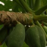 Agriculteurs français diversifient leurs cultures avec des fruits exotiques comme les bananes et papayes.
