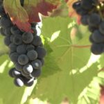 Crémant de Bourgogne : vignerons s’engagent pour maintenir la qualité face à des vendanges précoces.
