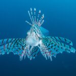 Des poissons tropicaux de la Mer Rouge s&rsquo;installent en Méditerranée, selon des chercheurs.