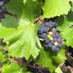 Record de précocité pour les vendanges en Alsace, absence de règles observée.