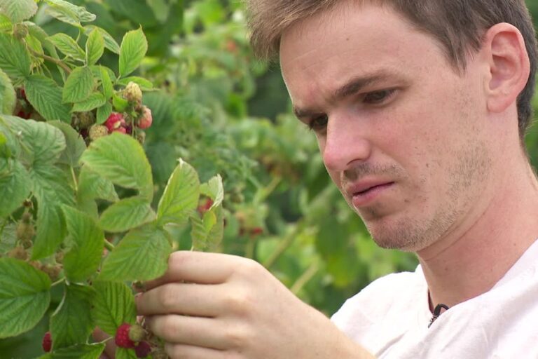 Un arboriculteur s’épanouit sans irrigation malgré la sécheresse estivale.