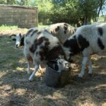 Sécheresse : un parc animalier en France appelle à la générosité pour nourrir ses animaux.