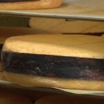 Sécheresse en France : la production de lait de chèvre affectée par des conditions climatiques difficiles