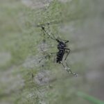 Une commune alsacienne teste la technique de l’insecte stérile contre le moustique tigre.