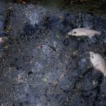Canicules : mortalité accrue des poissons dans les cours d’eau à plus de 20°C.