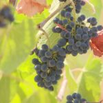 Vendanges précoces dans le Jura, rendement menacé par des conditions climatiques défavorables.