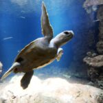 Naissance de vingt tortues marines dans le Var, première émergence de la saison.