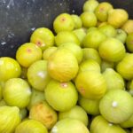 Canicule : récolte de figues blanches avancée de dix jours à Salernes, Var