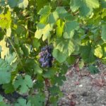 Les vendanges en Reuilly débutent avec un mois et demi d&rsquo;avance sur le calendrier habituel.