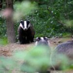 La justice suspend la chasse au blaireau dans le Morbihan, victoire pour les associations animales.