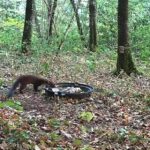 Des citoyens créent des points d’eau pour la faune locale en réponse aux sécheresses en France.