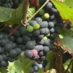 Bientôt le début des vendanges de champagne en Seine-et-Marne pour 2023