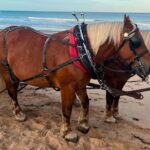 Des chevaux de trait utilisés pour le nettoyage des plages en France.