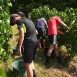 Les vendanges débutent plus tôt que prévu dans le Nord-Isère, un changement notable.