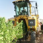 Les vendanges commencent plus tôt que d&rsquo;habitude dans cette exploitation viticole.
