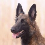 Une factrice de la Nièvre gravement blessée au bras par un malinois lors de sa tournée