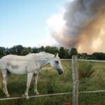 Incendies : collaboration entre pompiers et centres équestres pour évacuer les chevaux en France