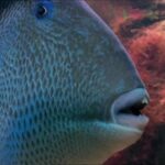 Une femme de 94 ans victime du poisson mordeur sur la Côte d&rsquo;Azur