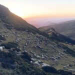 Disparition de 100 brebis : appel à témoins de la gendarmerie des Pyrénées