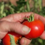 Sécheresse en France : des tomates cultivées avec très peu d&rsquo;eau.