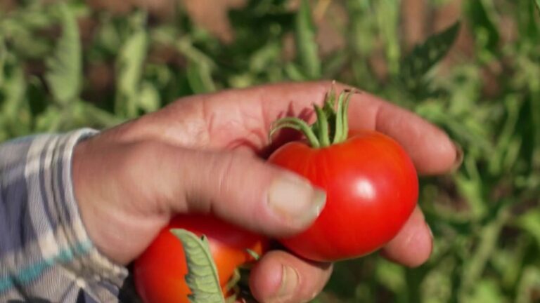 Sécheresse en France : des tomates cultivées avec très peu d’eau.