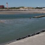 Touristes perturbent la plus grande colonie de phoques de la baie de Somme en France