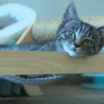 Oise : une association recherche des familles pour adopter des chats abandonnés