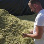 Sécheresse en France : les agriculteurs signalent une perte d’un tiers de la production de maïs.