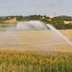 Le Conseil constitutionnel valide la loi d&rsquo;urgence agricole et la réintroduction de pesticides.