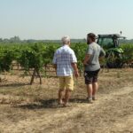 Gaillac : vendanges anticipées avec 40 % de pertes de récolte.