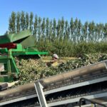La récolte des amandes débute en Provence, témoignant d&rsquo;une filière française en plein essor.
