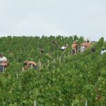 Vendanges précoces en Champagne : récolte sur des coteaux inclinés à 45 degrés.