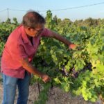 Vendanges précoces dans le Sud : un mois et demi d&rsquo;avance sur la moyenne historique.