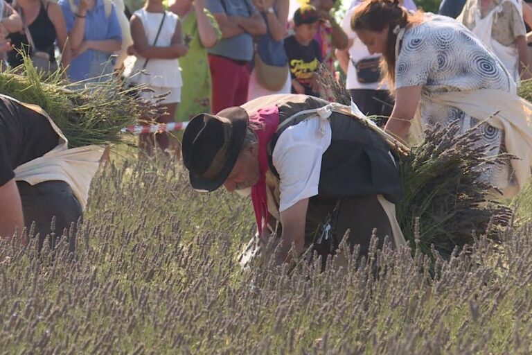 Canicule et sécheresse en Provence perturbent les récoltes de lavande, producteurs inquiets