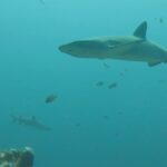 Plongée avec des requins au large de l’île de Komodo en Indonésie.