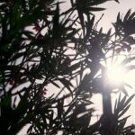 Des températures de repos sous 24 degrés nécessaires pour la récupération post-canicule en France
