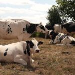 Un agriculteur normand dénonce la dégradation des sols après l’été difficile