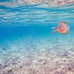 Surchauffe des mers européennes : jusqu&rsquo;à 6°C au-dessus des normales en Méditerranée