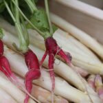 La grande distribution aide les agriculteurs face aux effets de la sécheresse et des canicules.