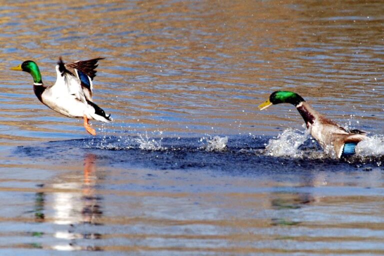 LPO demande le report de la chasse anticipée aux oiseaux d’eau pour éviter un dérangement.