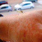 Un chercheur sacrifice son épiderme pour étudier la détection de proies par les moustiques