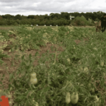 Sécheresses : les producteurs s’inquiètent de la taille insuffisante des plants en France