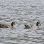 LPO demande le report de l&rsquo;ouverture de la chasse aux gibiers d&rsquo;eau dans l&rsquo;Eure.