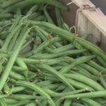 Sécheresse dans le Jura : les prix des légumes s&rsquo;envolent, producteurs s&rsquo;expliquent.
