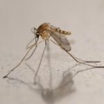 Virus du Nil occidental détecté chez des moustiques dans 12 pays européens