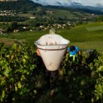 Canicule accélère le début des vendanges dans le Beaujolais, selon Franceinfo
