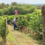 Sécheresse : vendanges précoces et récolte réduite pour un domaine viticole en Haute-Saône.